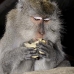 monkey_macaque_balinese_mf_ubud_v_0933_bal4648.jpg